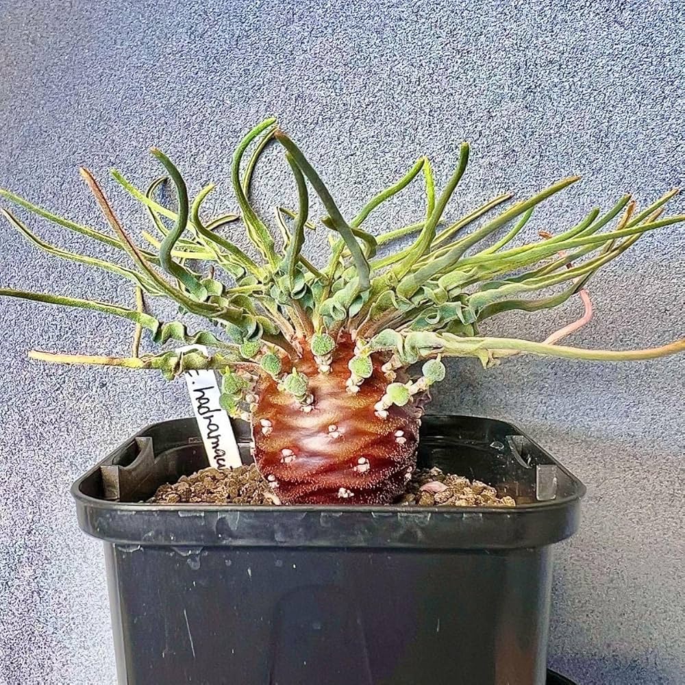 【鉢付き】ユーフォルビア ハドラマウチカ 実生 鉢付き】ユーフォルビア ハドラマウチカ 実生